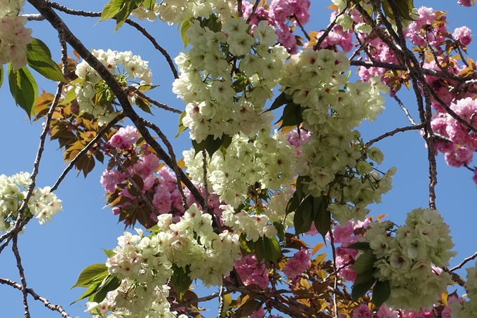 京都桜速報2019_45　No22