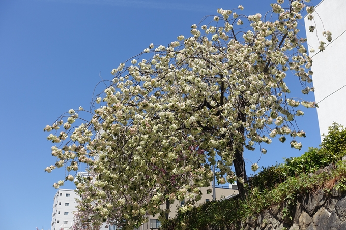 京都桜速報2019_45　No24