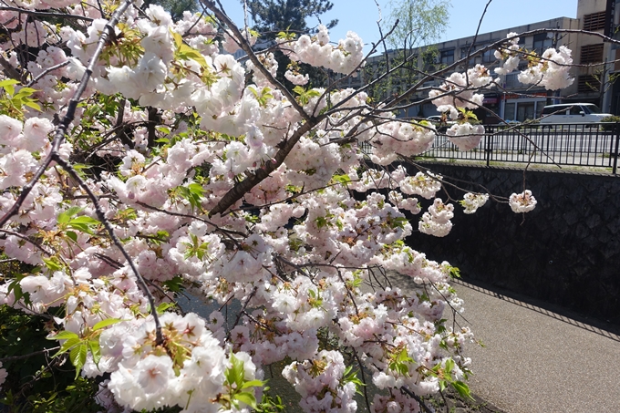 京都桜速報2019_45　No26