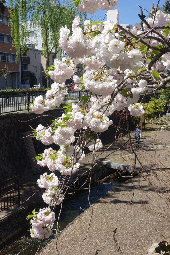 京都桜速報2019_45　No28