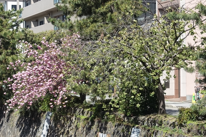 京都桜速報2019_45　No30