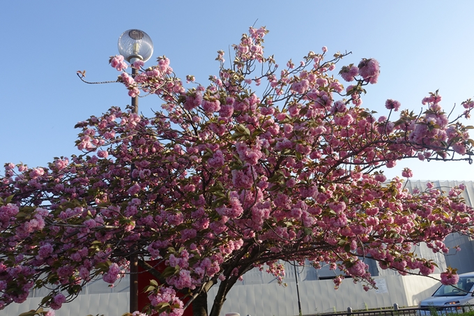 京都桜速報2019_46　No3