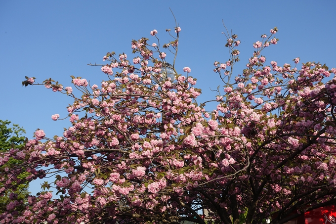 京都桜速報2019_46　No4