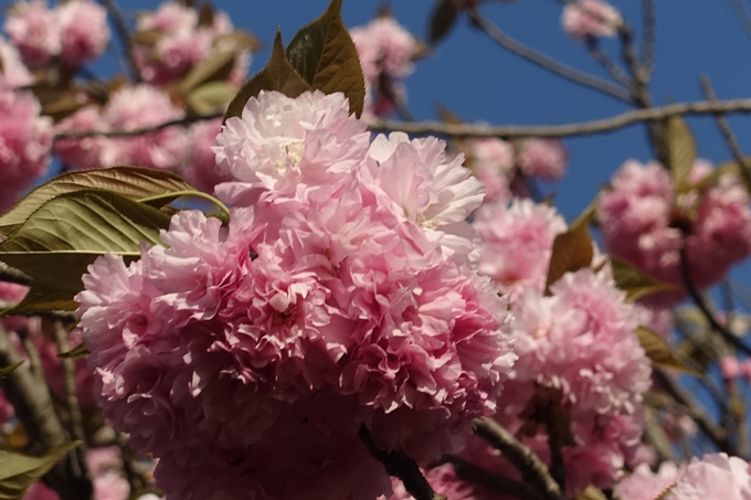 京都桜速報2019_46　No6