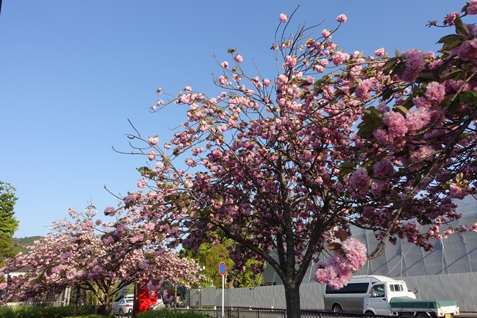 京都桜速報2019_46　No7