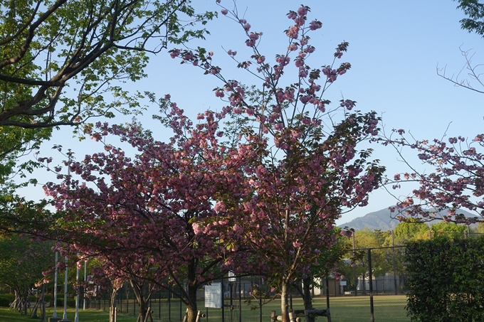 京都桜速報2019_46　No10