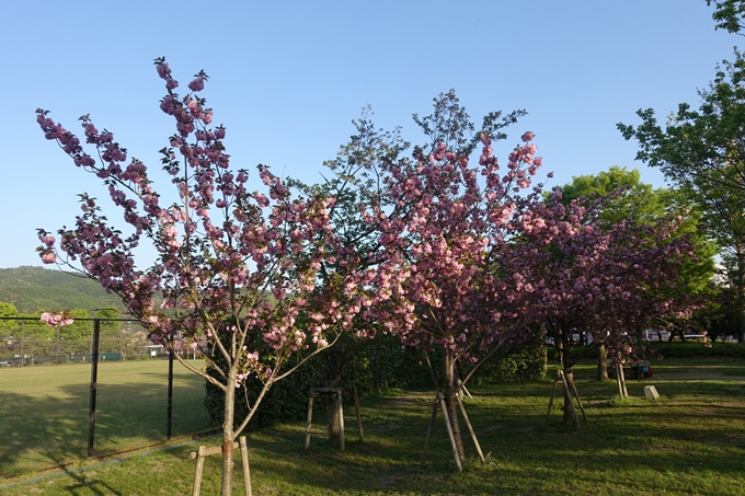 京都桜速報2019_46　No11