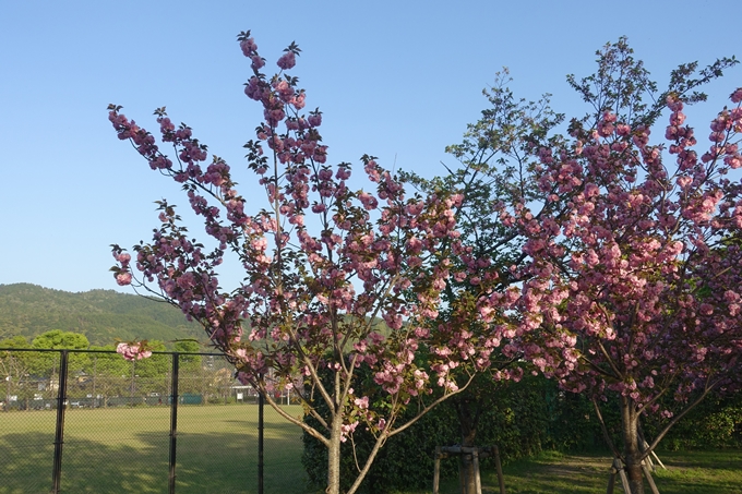 京都桜速報2019_46　No12