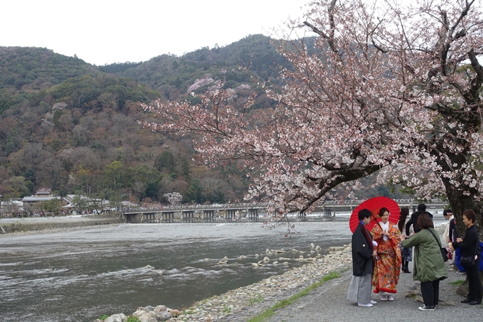 京都桜速報2019_12　No4