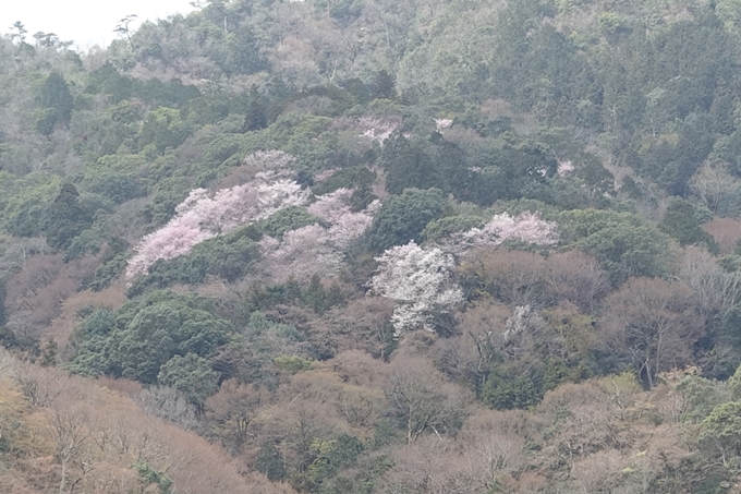 京都桜速報2019_12　No3