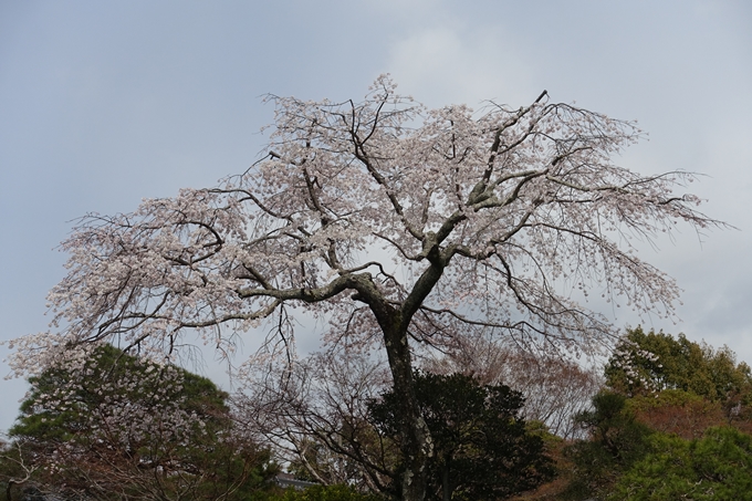 京都桜速報2019_12　No6