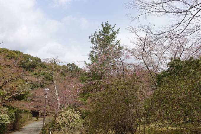 京都桜速報2019_12　No9