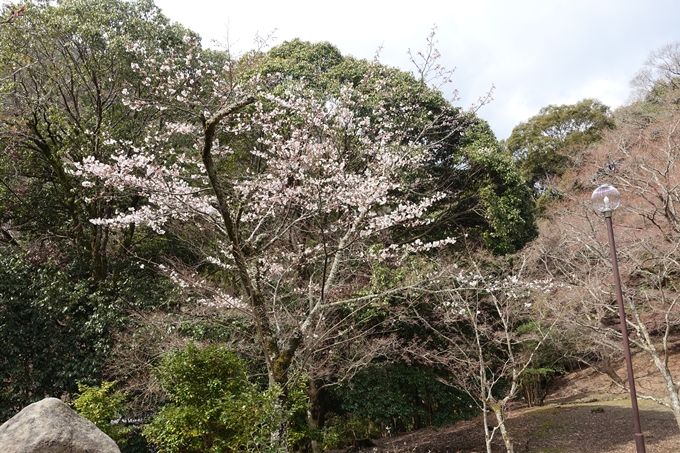 京都桜速報2019_12　No10