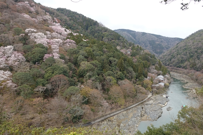 京都桜速報2019_12　No11