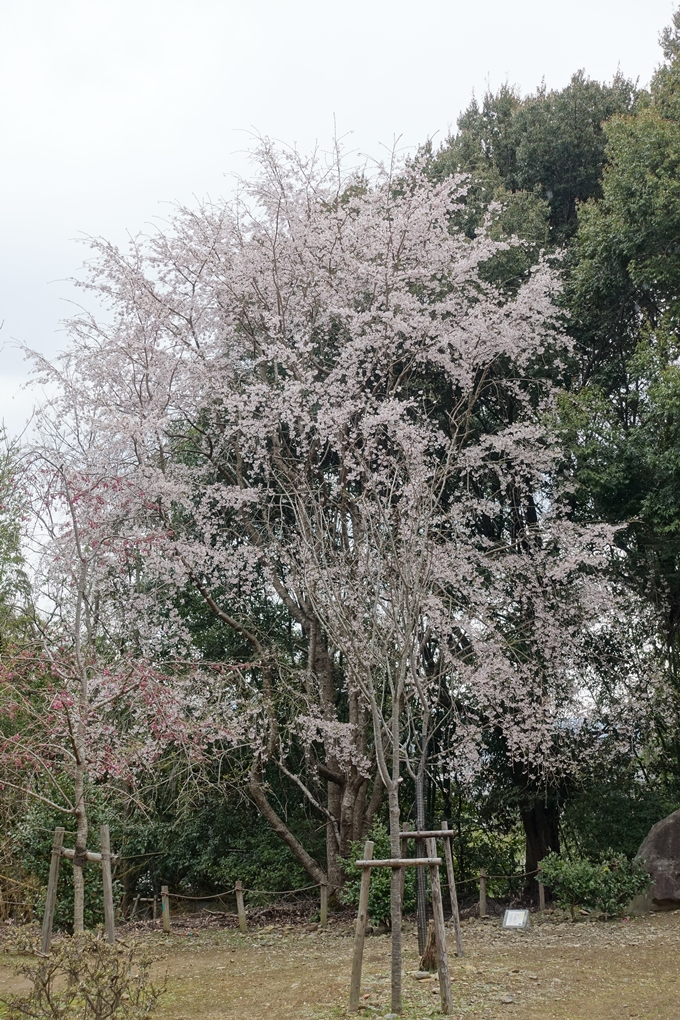 京都桜速報2019_12　No14