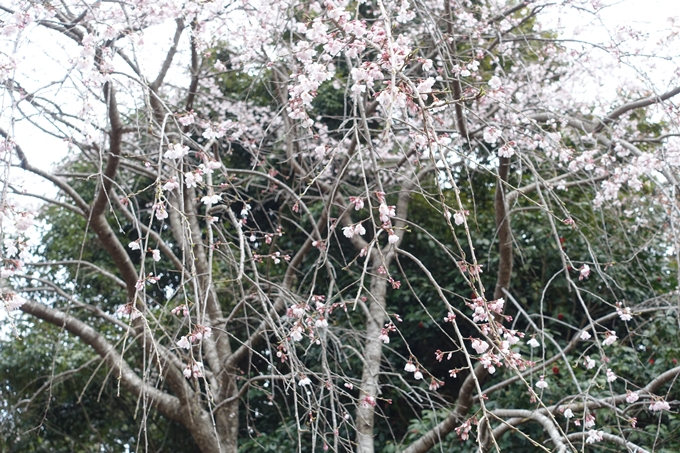 京都桜速報2019_12　No15