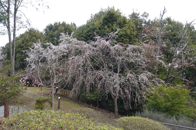 京都桜速報2019_12　No16