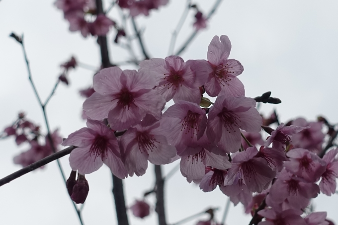 京都桜速報2019_12　No17