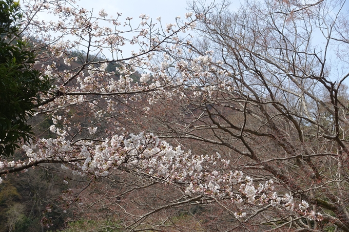 京都桜速報2019_12　No18