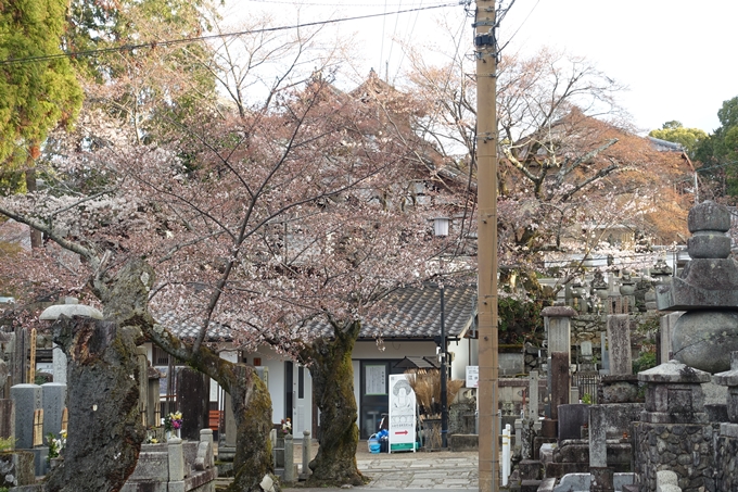 京都桜速報2019_13　No3