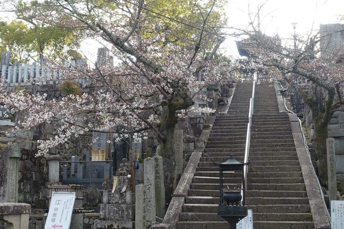 京都桜速報2019_13　No4