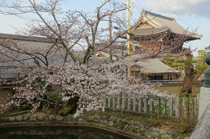 京都桜速報2019_13　No5