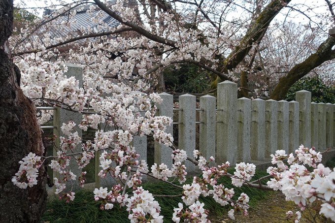 京都桜速報2019_13　No6