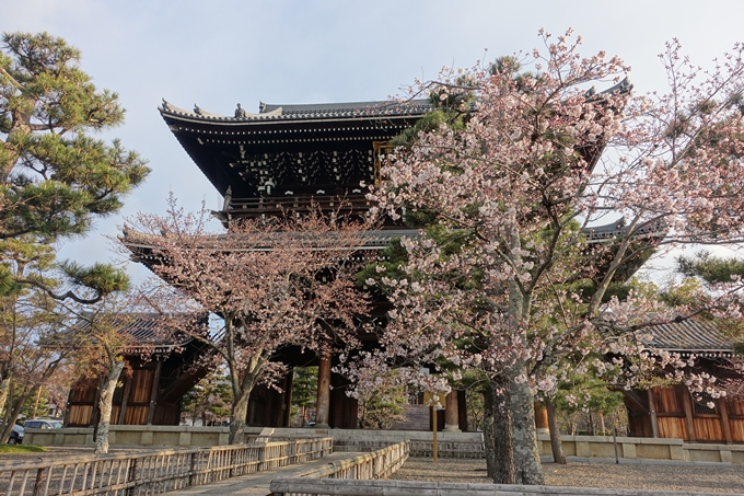 京都桜速報2019_13　No8