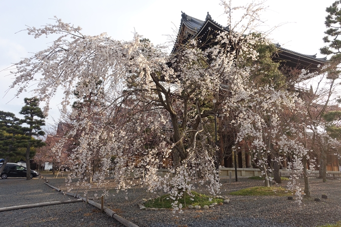 京都桜速報2019_13　No9