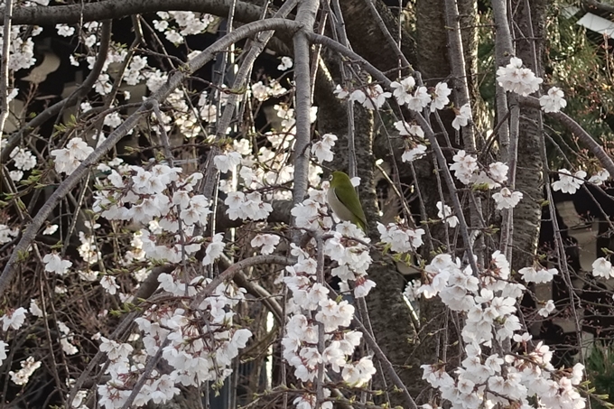 京都桜速報2019_13　No10