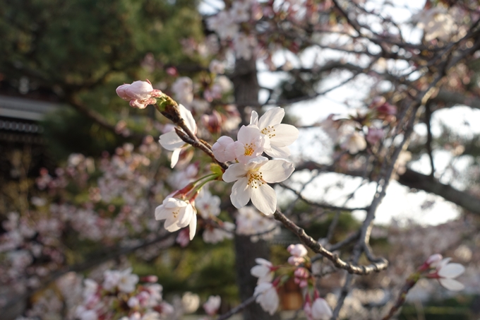 京都桜速報2019_13　No11