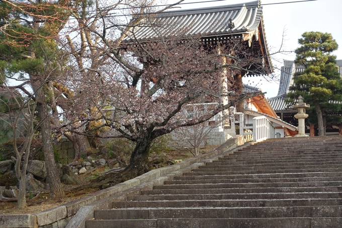 京都桜速報2019_13　No13