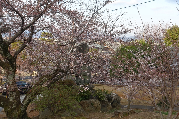 京都桜速報2019_13　No14