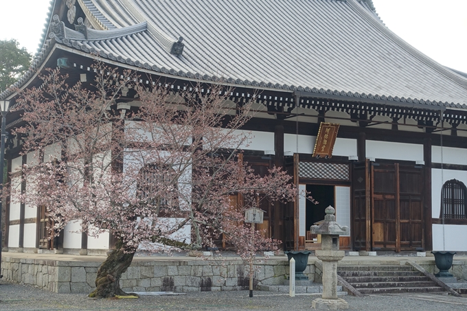 京都桜速報2019_13　No15