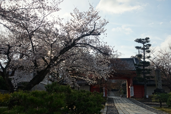 京都桜速報2019_14　No2