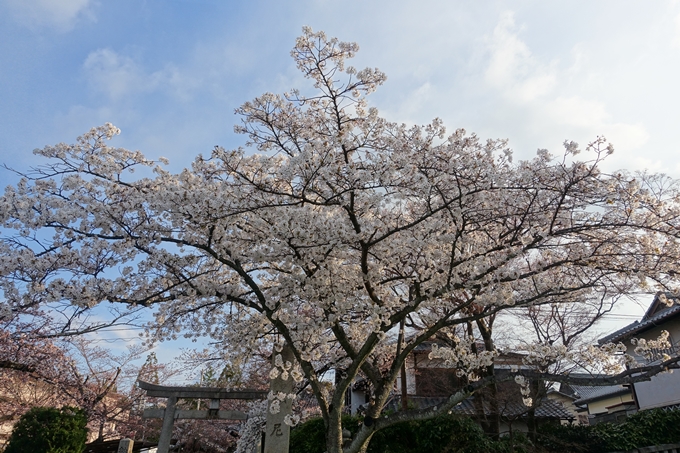 京都桜速報2019_14　No3