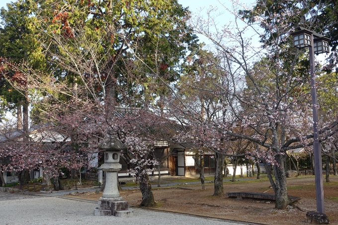 京都桜速報2019_14　No5