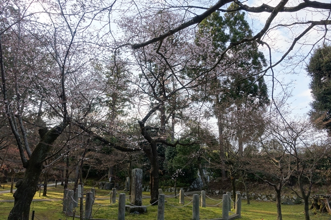 京都桜速報2019_14　No7