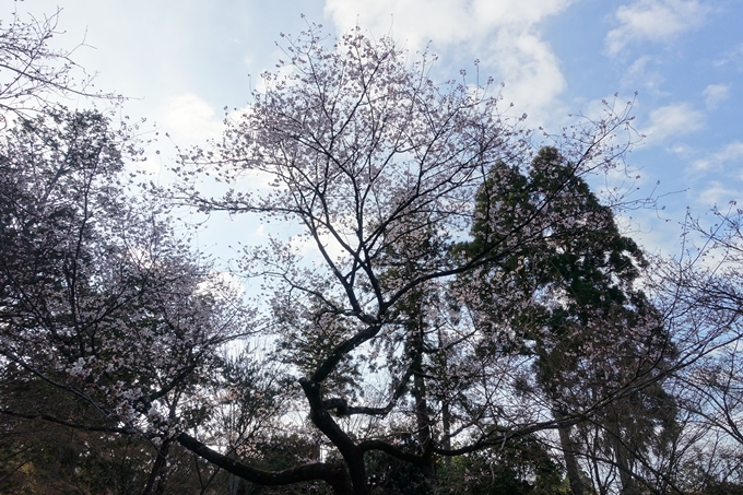 京都桜速報2019_14　No8