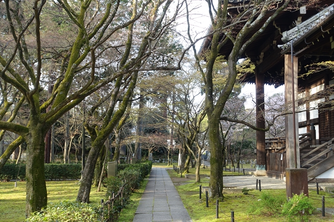 京都桜速報2019_14　No9