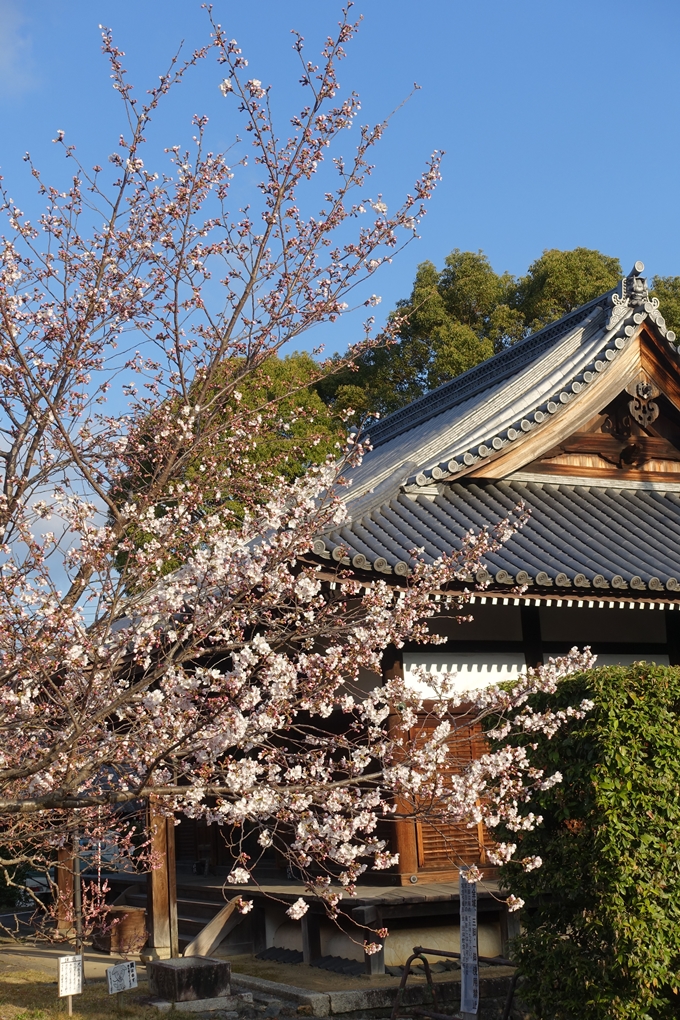 京都桜速報2019_14　No10