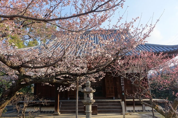 京都桜速報2019_14　No11