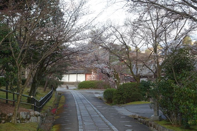 京都桜速報2019_14　No12