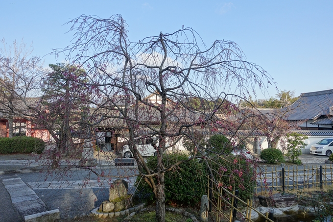 京都桜速報2019_14　No13