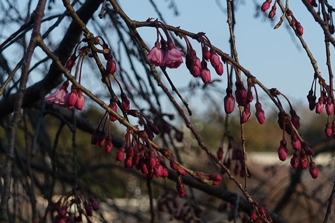 京都桜速報2019_14　No14