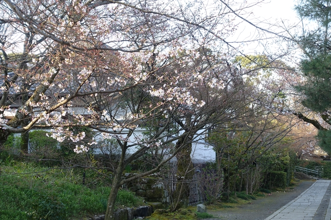 京都桜速報2019_14　No15