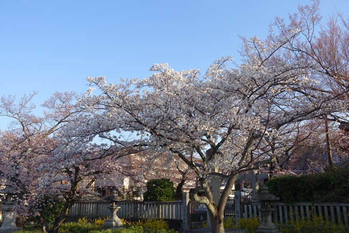 京都桜速報2019_14　No16