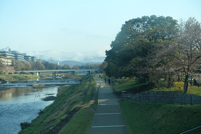 京都桜速報2019_15　No3