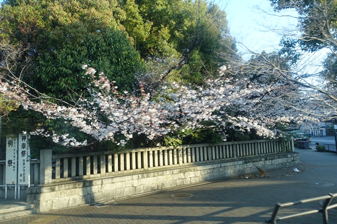 京都桜速報2019_15　No4