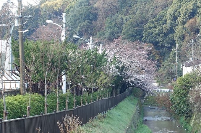 京都桜速報2019_15　No6